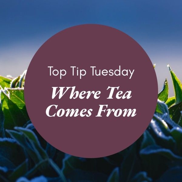 beverage, brand building, photo, Purple British Tea Drink Branding Post Instagram Post Template