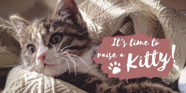 kitty, pet, animal, Cat Video Twitter Post Template