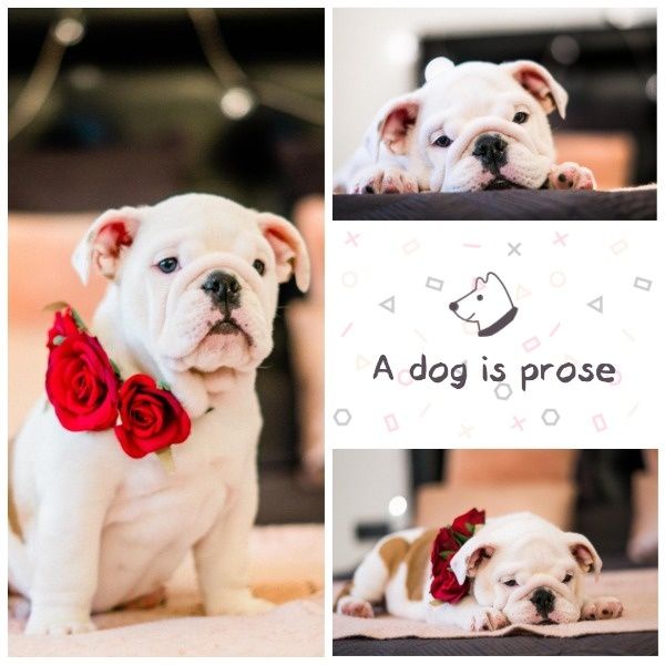 White Cute Dogs Photo Collage Instagram Post