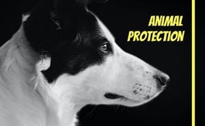 动物保护组织 英文名片