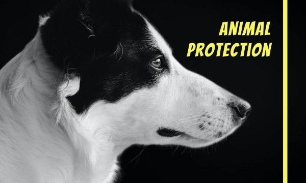 动物保护组织 英文名片