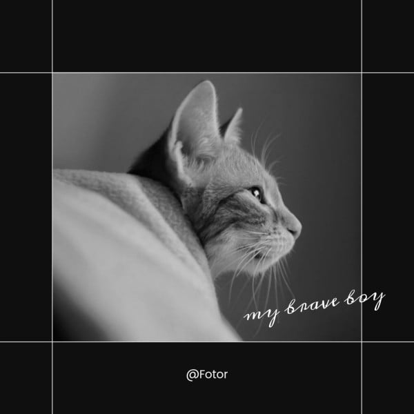 Black Minimalist Pets Photo