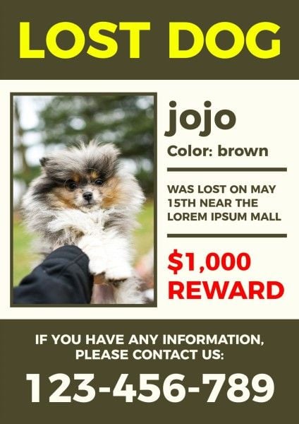 宠物失踪广告 英文海报