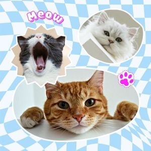 cat, photo, photo collage, Blue Modern Fun Pets Instagram Post Template