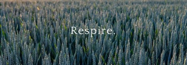 lavender, botany, plant, Whole Flower Respire Background Tumblr Banner Template