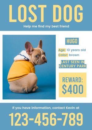 missing, pet, find, Blue Lost Dog Poster Template