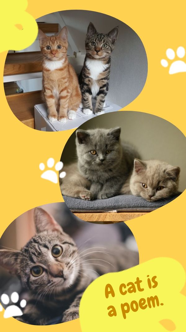 cat, pet, cats, Created By The Fotor Team Template