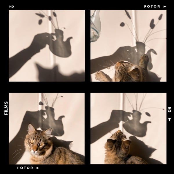 Black Modern Film Pets