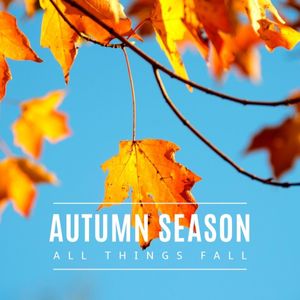 fall, leaves, sky, Blue And Yellow Autumn Season Instagram Post Template