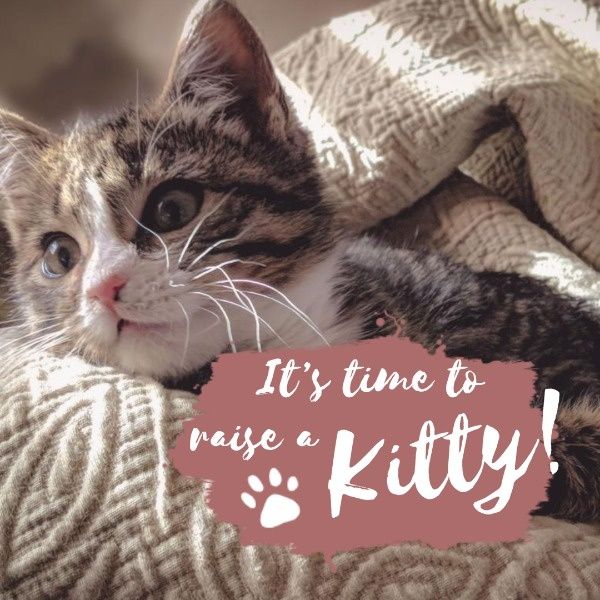 kitty, animal, pet, Cat Video Instagram Post Template