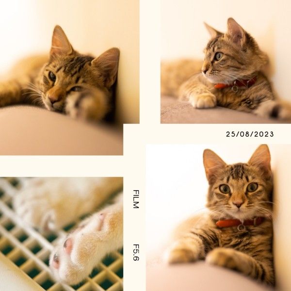 cat, animal, modern, Cute Pets Photo Collage (Square) Template