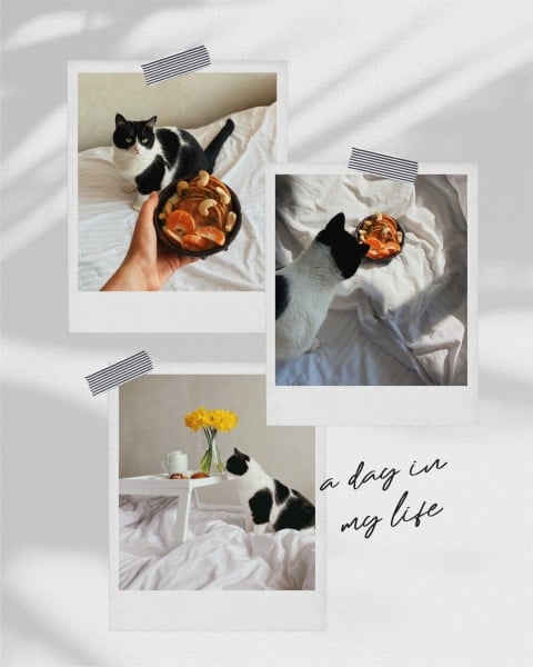 A Day In The Life Of A Cat