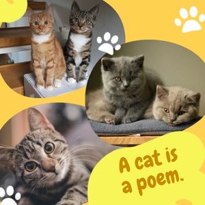 pet, animal, animals, Yellow Cute Cats Collage Instagram Post Template