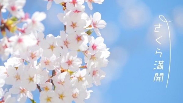 sakura, japan, japanese, Blue Beautiful Spring Flower Zoom Background Template