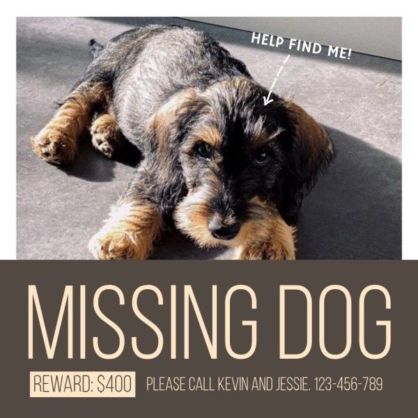 pet, reward, sunshine, Gray Missing Dog Instagram Post Template