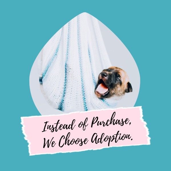 animal, stray dogs, life, Simple Dog Adoption Service Instagram Post Template