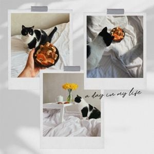 pet, pets, photo, A Day In The Life Of A Cat Instagram Post Template