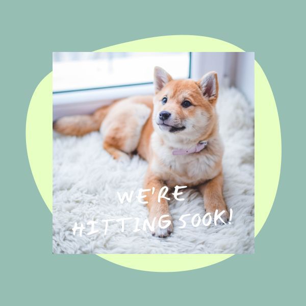 social media, pet, animals, We're Hitting 500K  Instagram Post Template