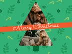 merry christmas, family, collage, Created By The Fotor Team Template