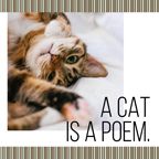 cat, poem, dog, Created By The Fotor Team Template