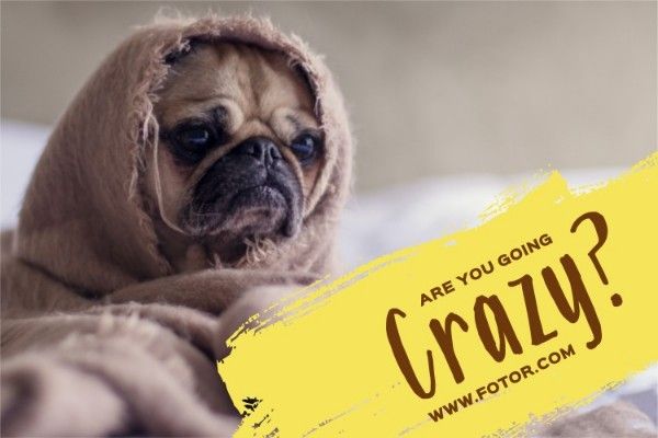 pet, puppy, article, Are You Going Crazy Blog Title Template