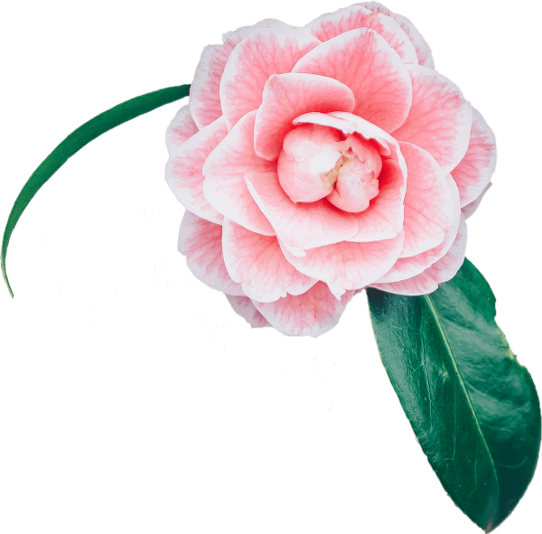 https://pub-static.fotor.com/assets/res/sticker/b4d2940c-e504-4eec-ae0a-dedf4e6de1a1_thumb.png