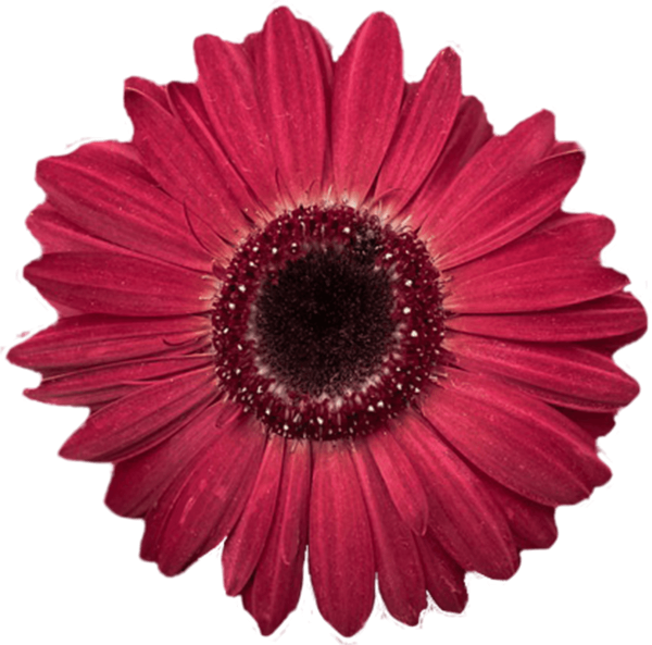 https://pub-static.fotor.com/assets/res/sticker/0f40ba6d-5544-443d-a971-d53d83db7dfc_thumb.png