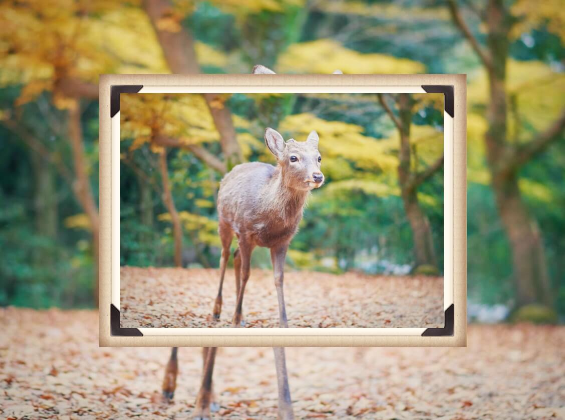 鹿から画像を縮小